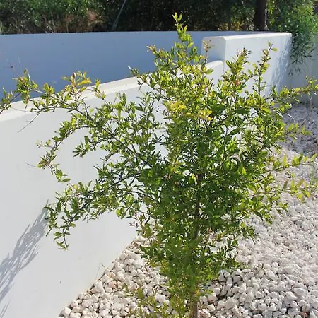 Marymina * 프로타라스