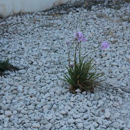 Semesterbostad Marymina *